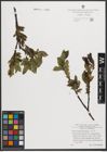 Foto von Salix mielichhoferi Saut.